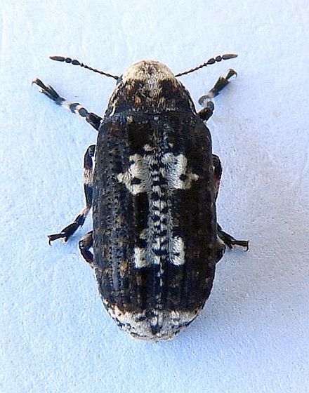 Euparius pictus