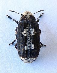 Euparius pictus