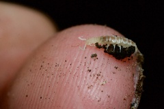 Symphyla