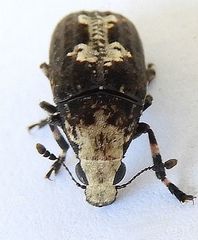 Euparius pictus