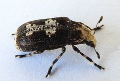Euparius pictus