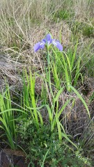 Iris giganticaerulea