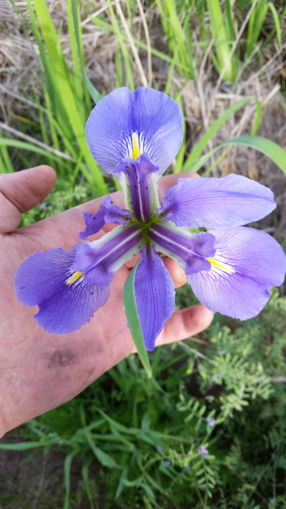 giant blue iris (Iris giganticaerulea) · iNaturalist United Kingdom