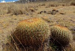 Oroya peruviana