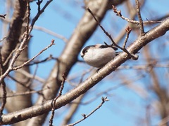 Aegithalos caudatus