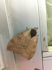 Automeris coresus