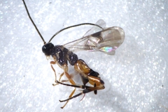 Braconidae