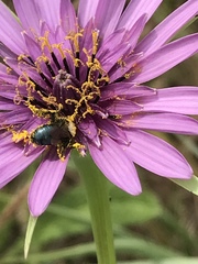 Andrena nigrocaerulea