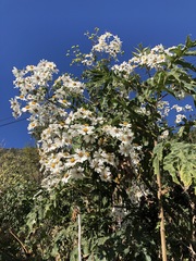 Montanoa bipinnatifida