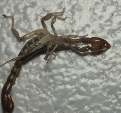 Bothriurus asper