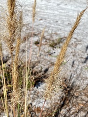Aristida spiciformis