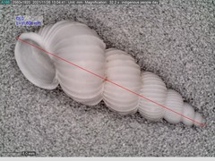 Epitonium multistriatum