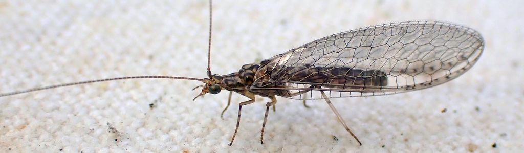 Pimachrysa fusca