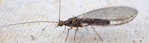 Pimachrysa fusca