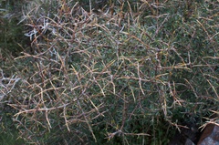 Coprosma rugosa