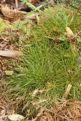 Carex austrotenella