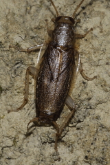 Parellipsidion latipenne