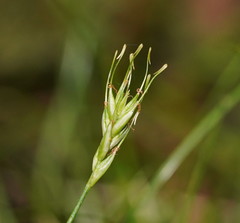 Carex austrotenella