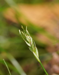 Carex austrotenella