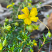 Hibbertia xenandra - Photo (c) Caroline Telfer, some rights reserved (CC BY-NC), uploaded by Caroline Telfer
