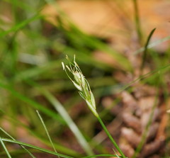 Carex austrotenella