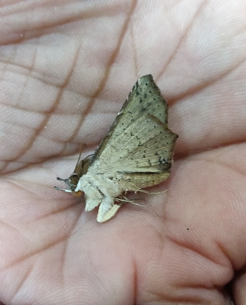 Euclystis angularis