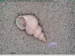 Epitonium multistriatum