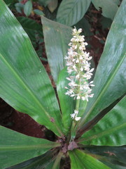 Palisota pedicellata