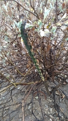 Peniocereus greggii greggii