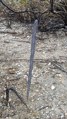 Peniocereus greggii greggii