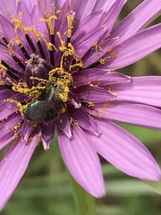 Andrena nigrocaerulea