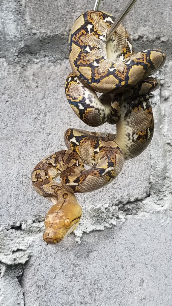 Malay Pythons