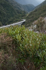 Metrosideros umbellata