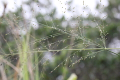 Panicum notatum