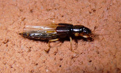 Pinophilina