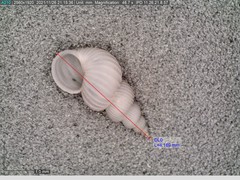 Epitonium multistriatum