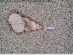 Epitonium multistriatum