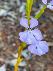 Isotoma hypocrateriformis