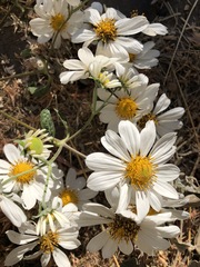 Montanoa bipinnatifida