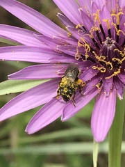 Andrena nigrocaerulea