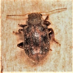 Xanthonia decemnotata