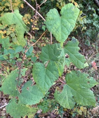 Phyllocnistis vitegenella