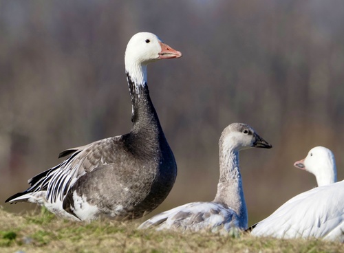 Greylag Goose (Anser anser) · iNaturalist