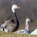 Grey Geese - Photo (c) edithst-martin, some rights reserved (CC BY-NC)