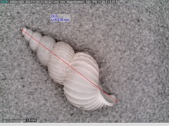 Epitonium multistriatum