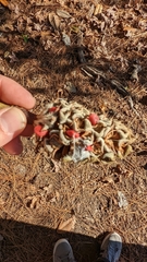 Magnolia grandiflora