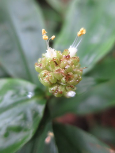 marble berry