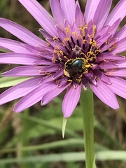 Andrena nigrocaerulea
