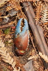 Euastacus woiwuru