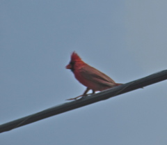 Cardinalis cardinalis